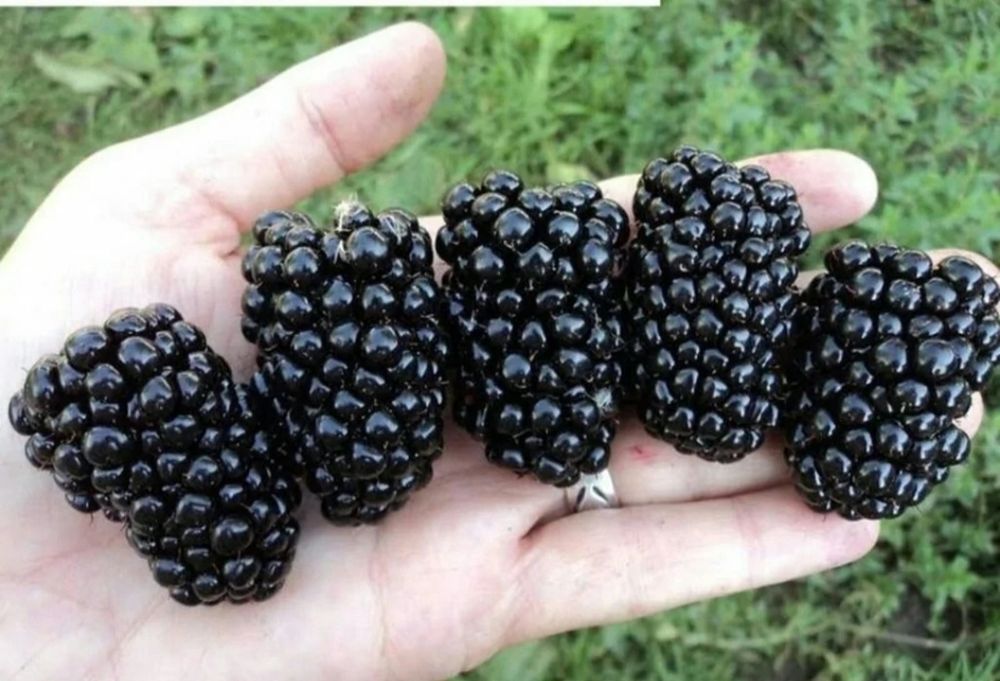 Малина ва Ежевика олий сортлар