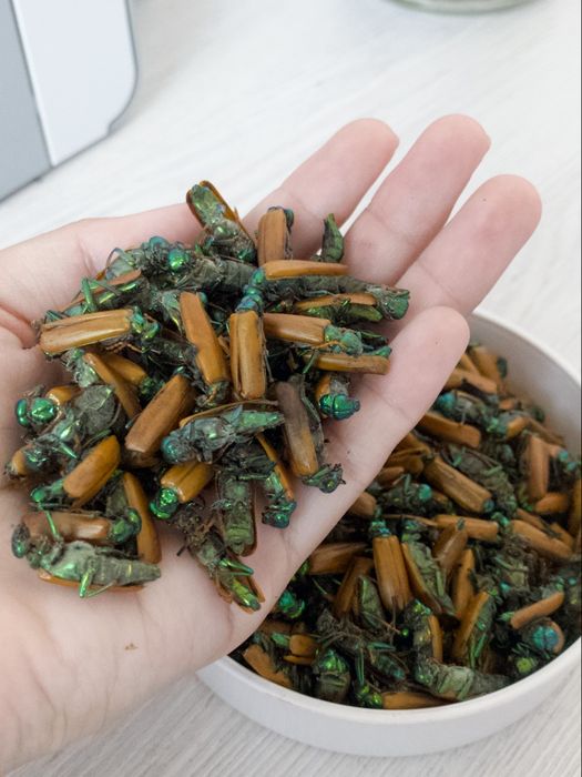 Алтын коныз майский жук