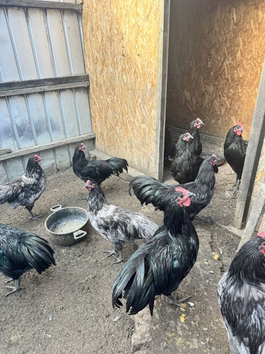 Vand cocosi gaini pui australorp