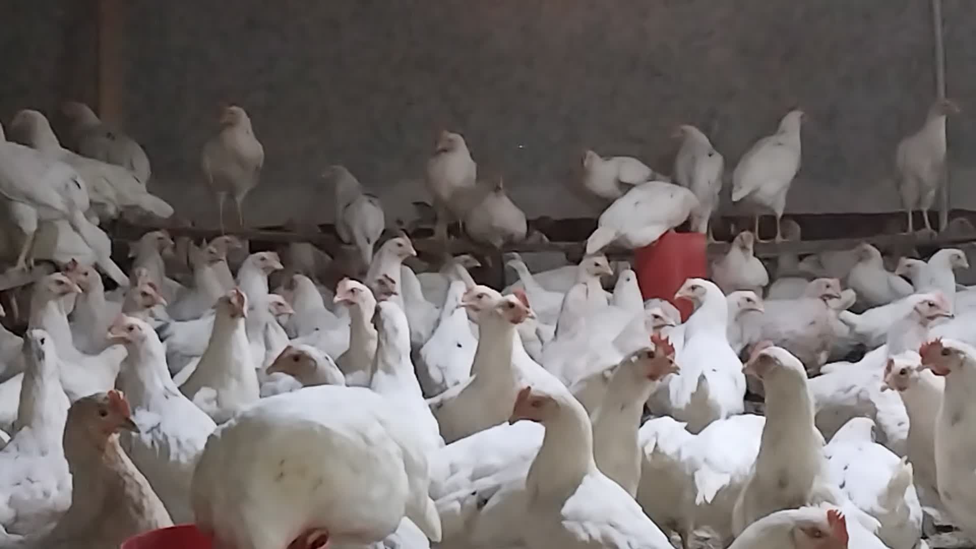 Loman sendi malotka tuxumga yaqin 1 qoʻldan sotiladi