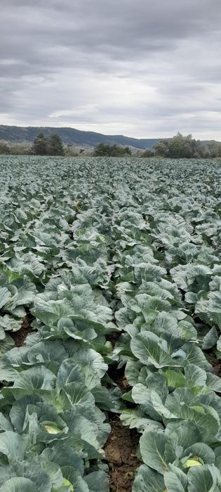 Varza pentru tocat, murat