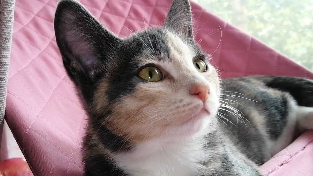 Роусс – имя, девочке 8 месяцев.