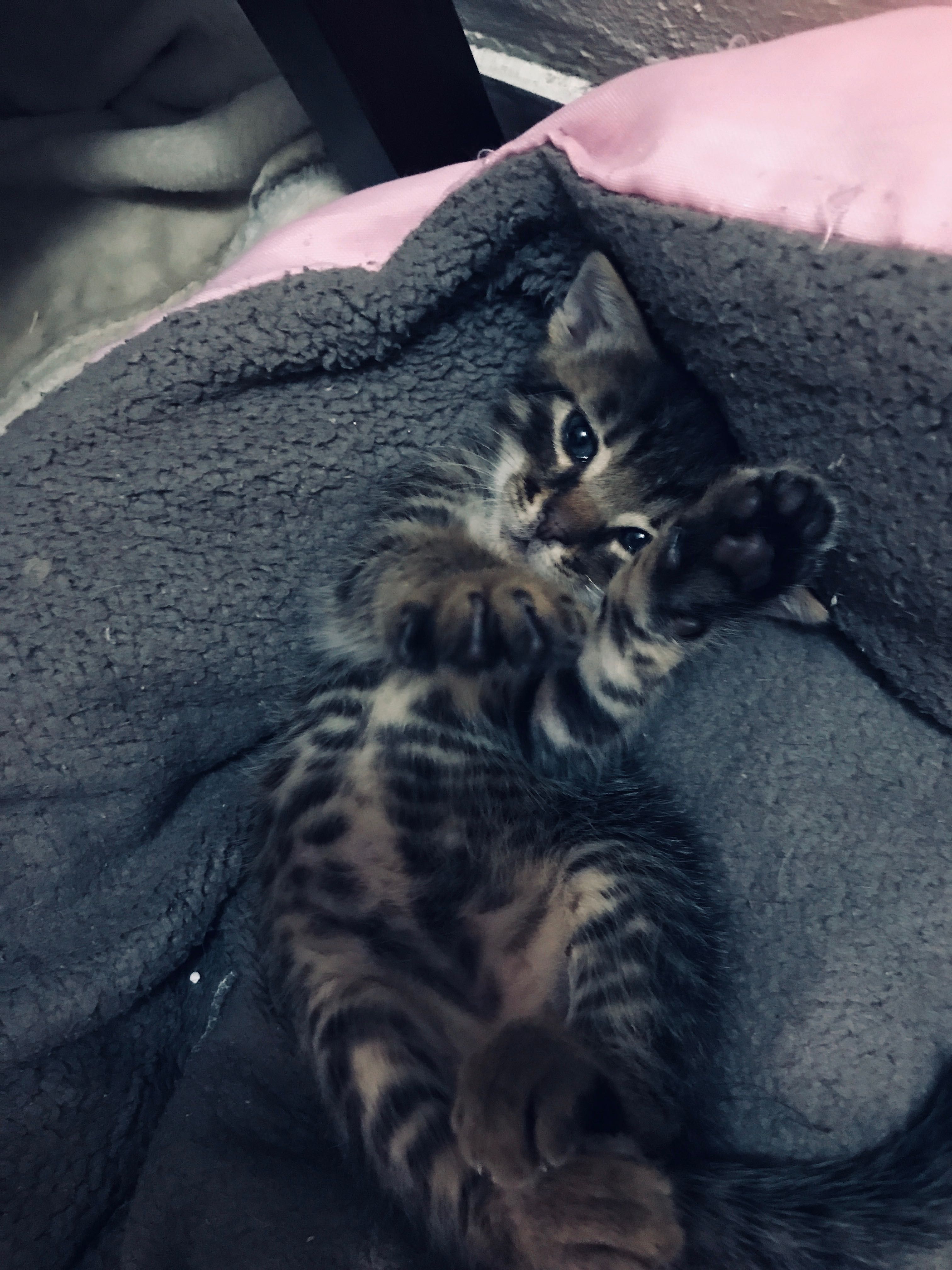 Подарявам котенца