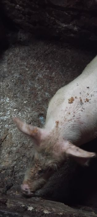 Прасе машкар ...