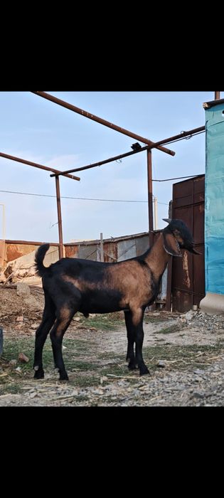 Семіз ешкі сатылады .ватсапқа жазыңыздар