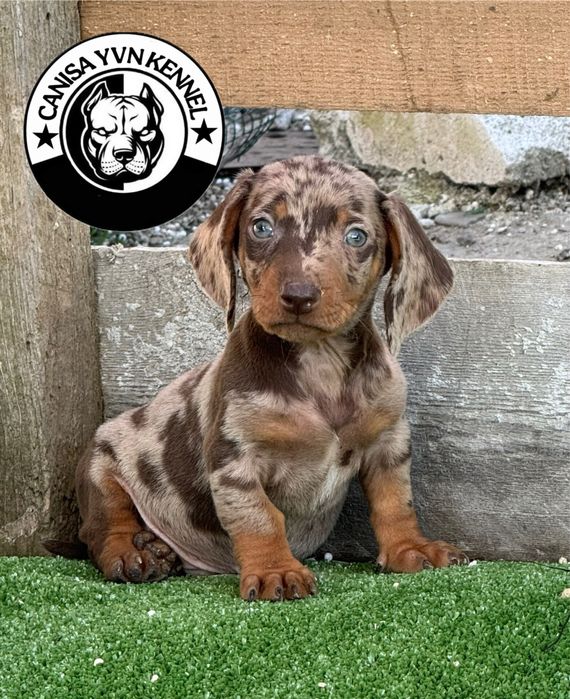 Mascul teckel miny cioco merle