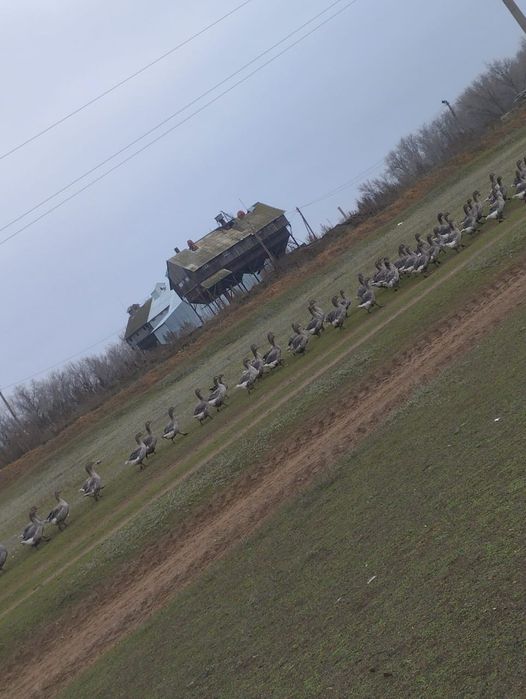 Продам гусей живьём на выбор