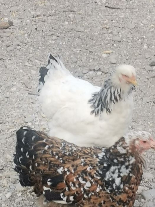 Schimb/Găini și cocoși brahma