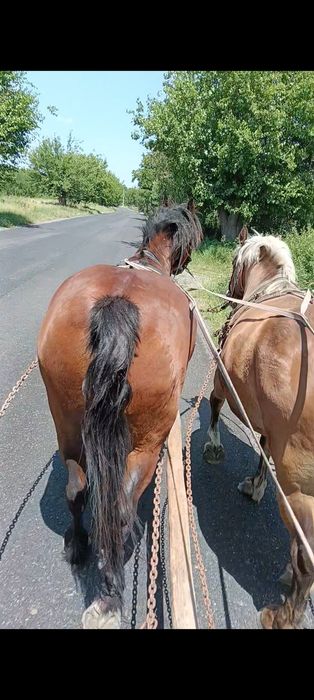 Mânză de 2 ani  vând sau schimb cu juninci