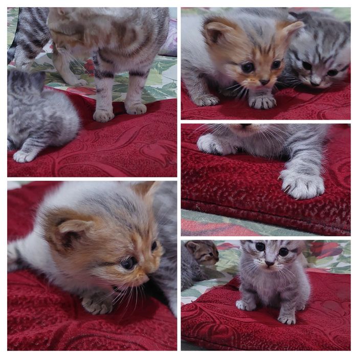 Британские котята.г.Шымкент. Открыта бронь.