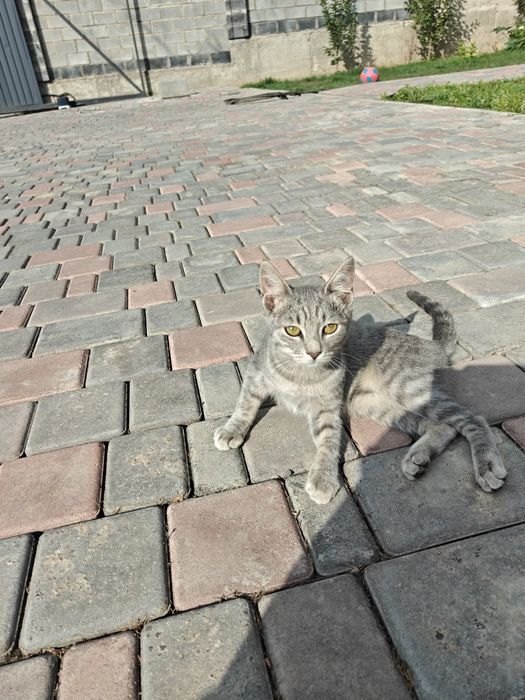 Бесплатно котенок