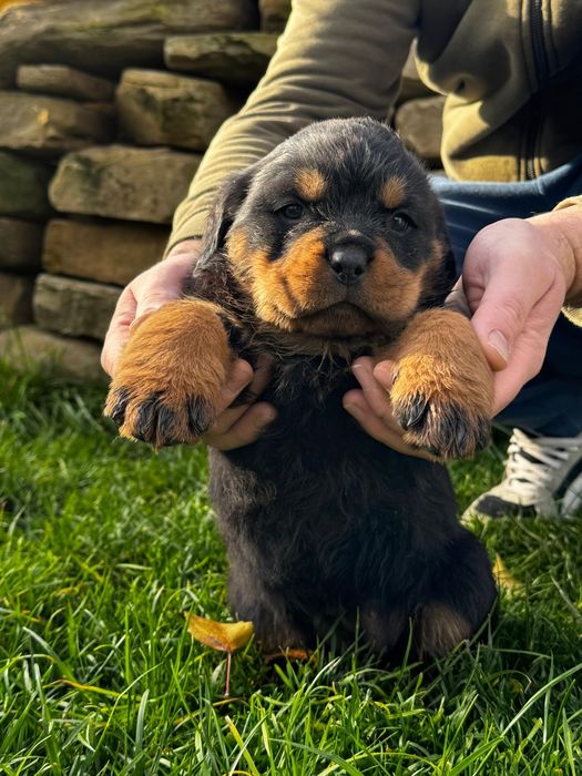Pui rottweiler femela