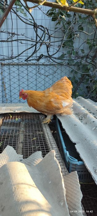 Продам карликового петушка кокинхин.