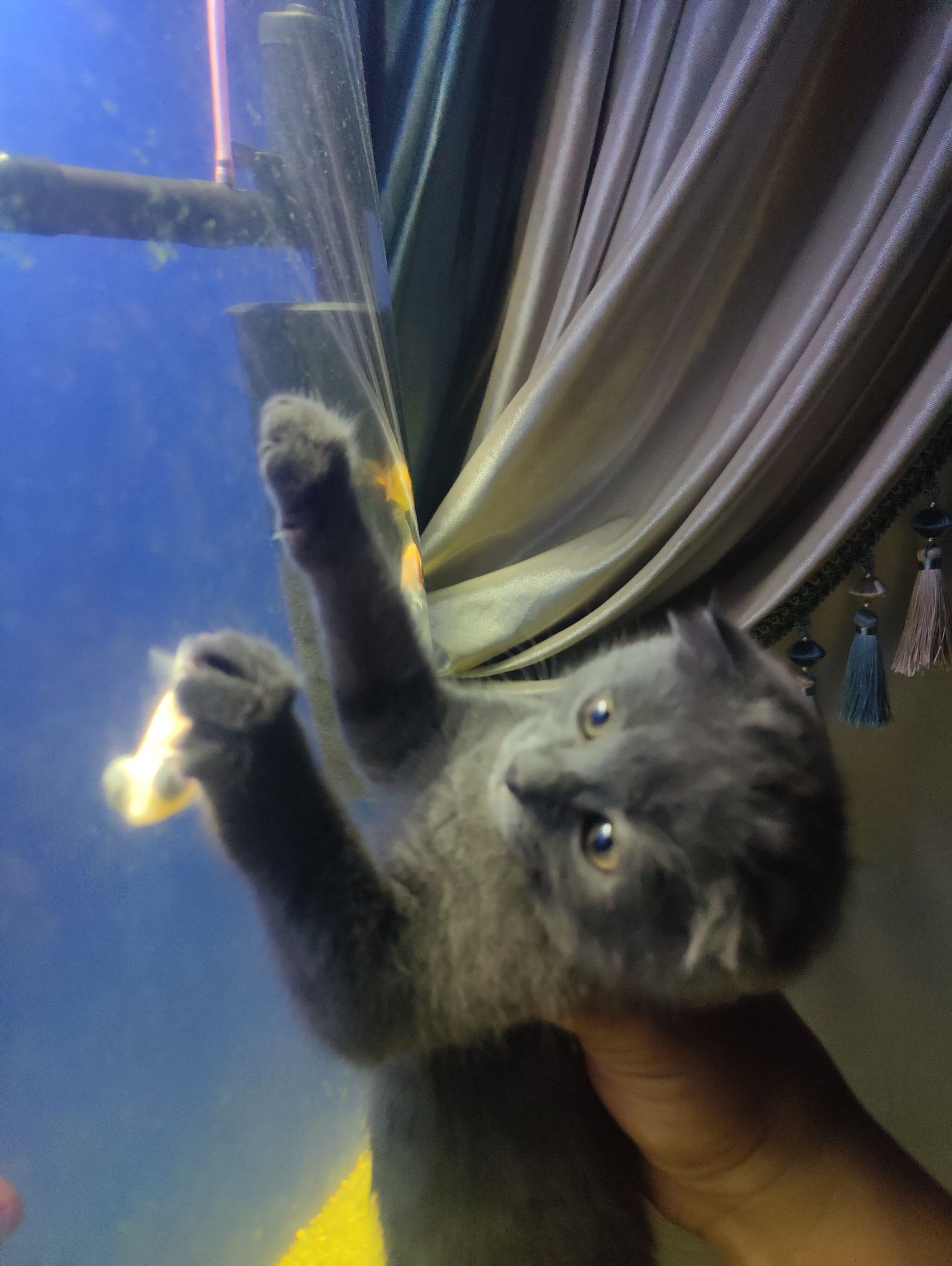 Срочно продаю котенка вислоухи