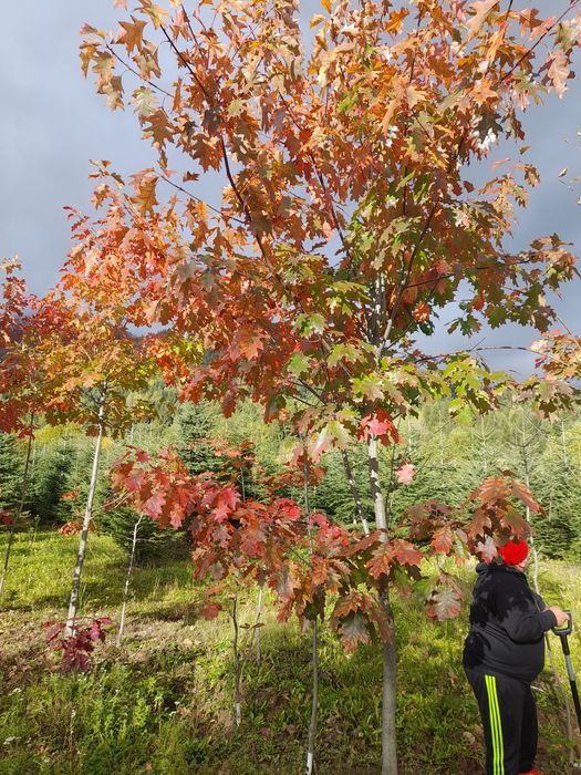 Brazi leilandi mesteacăn tei pawlonia