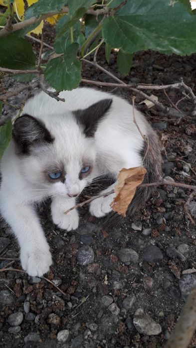 Котенок-девочка в добрые руки!