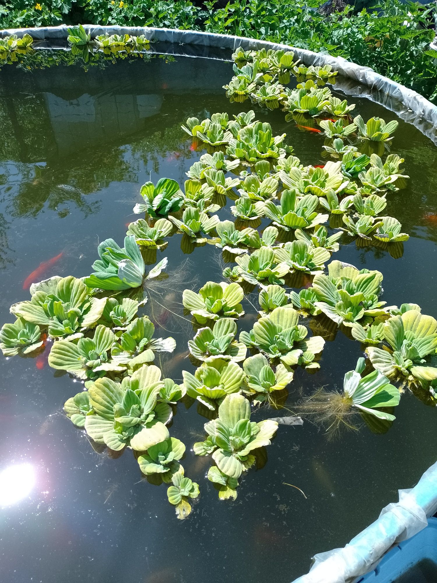 Crap koi , pești de iaz, lac , carasi comete și Shubunkin