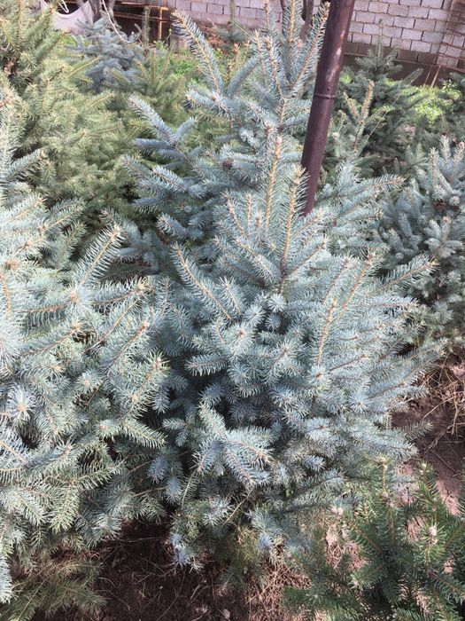 Galuboy yel archa sotiladi rasiski