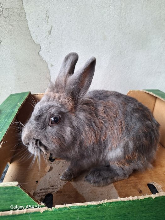 Vând cușcă iepuri impreuna cu  2 iepuri talie mica  în vârstă de 2 ani
