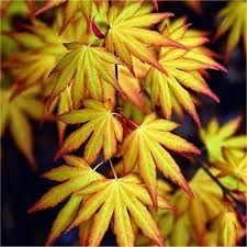 Японски клен(Катсура)\Acer palmatum Katsura