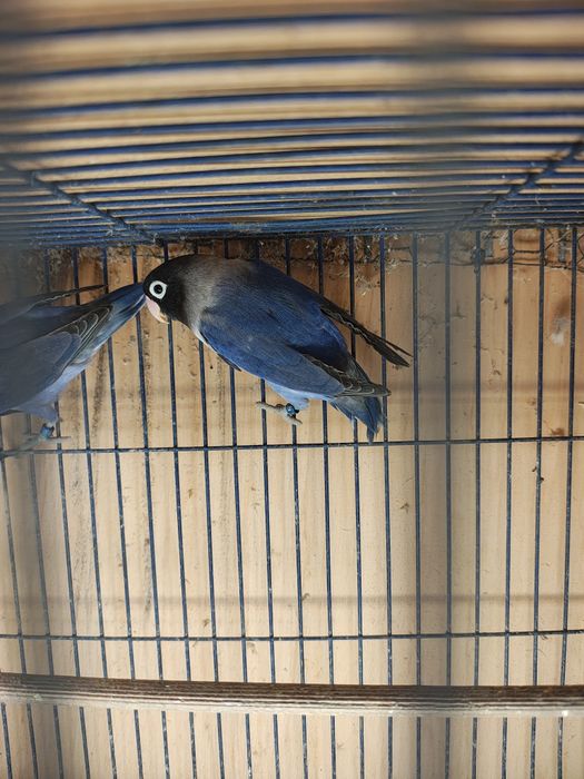 Vând pereche agapornis sau schimb