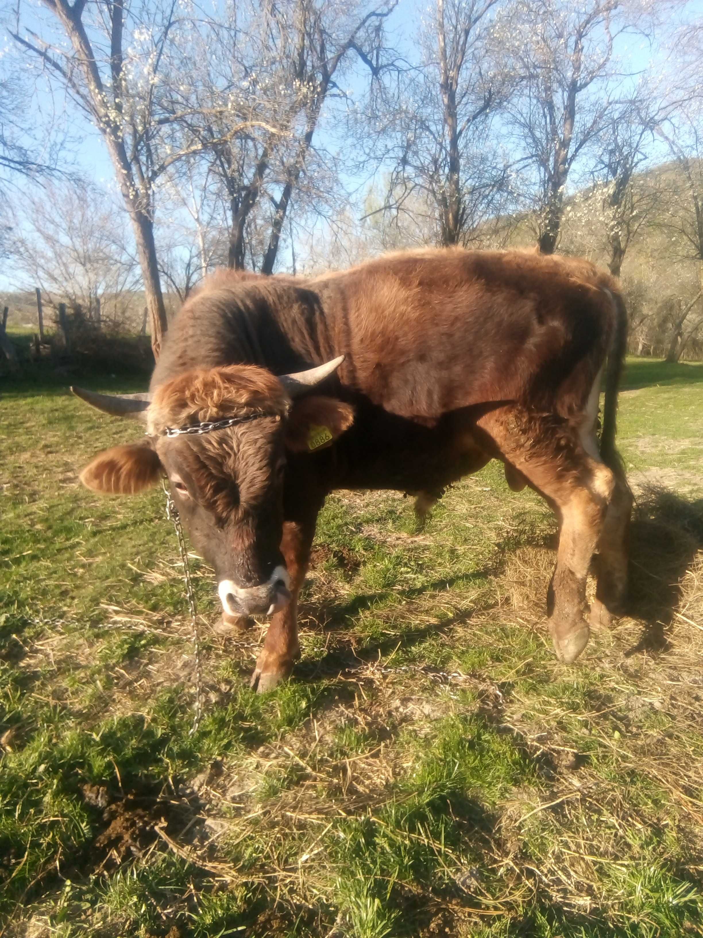 Taur de vanzar in Valea Salciei