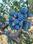 Vindem prune pentru"țuică"