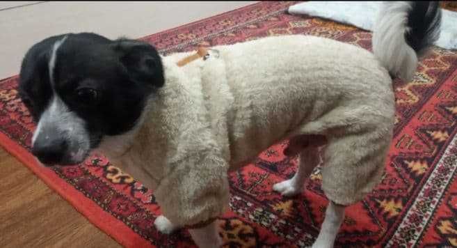 Теплый комбинезон для собак