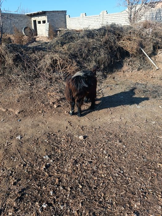 Эчкини эркаги "ТАКА"