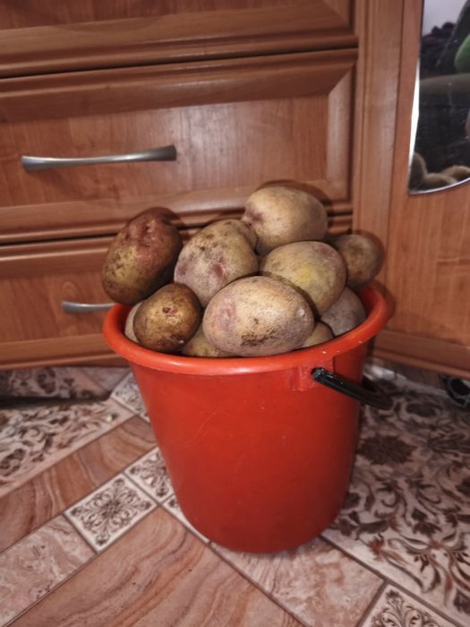 Продам картофель дачный