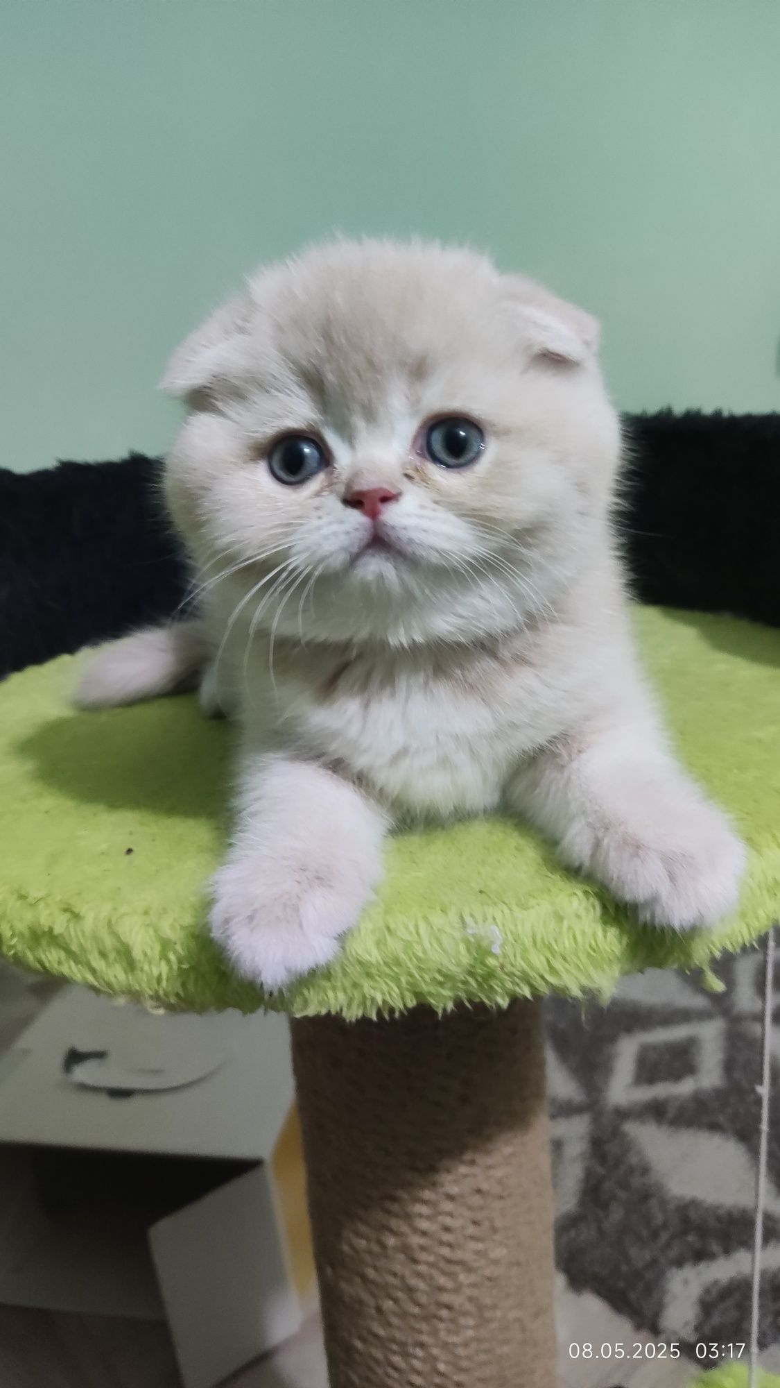 Котёнок скоттиш фолд.