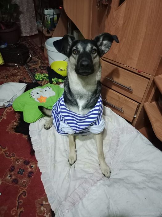 Пёс Семён ищет новый дом!