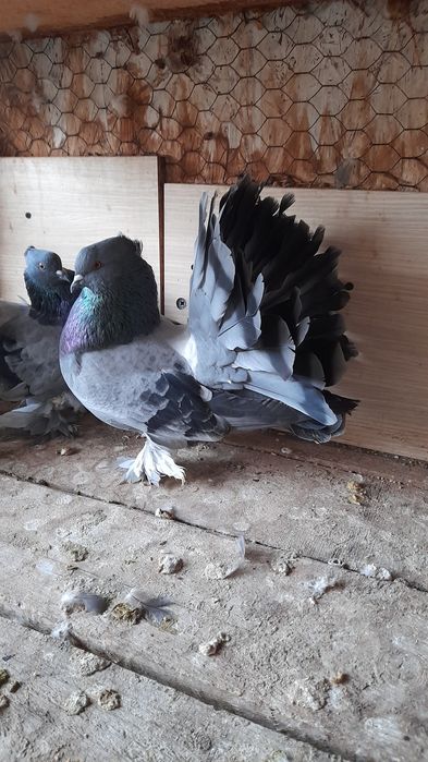 Porumbei voltati indieni