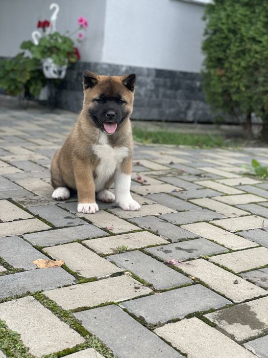 Akita American/Pedigree