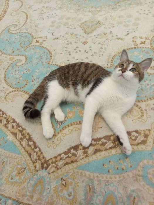 Отдам кота 6 месяцев