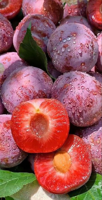 Pomi Fructiferi Columnari (PRUN )