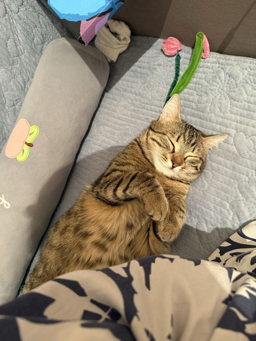 Котёнок, 5–6 месяцев, приучен к лотку, спокойный.