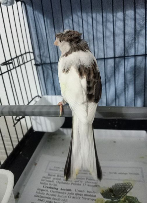 Kanareka chubli avle moda sotladi