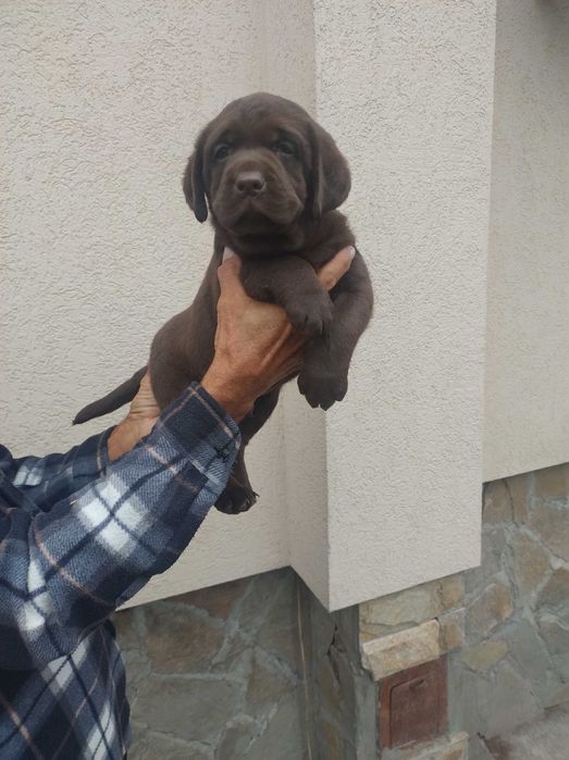 Продавам шоколадови лабрадори