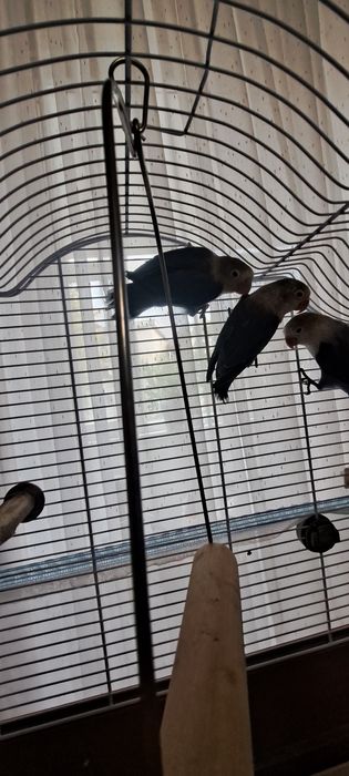 Papagali Agapornis 3