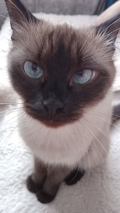 Отдам сиамскую кошку кошку в добрые руки!