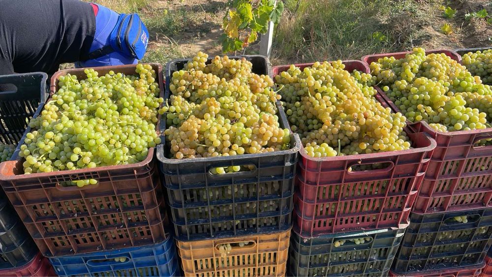 Struguri de vin diferite soiuri cu livrare la domicilu