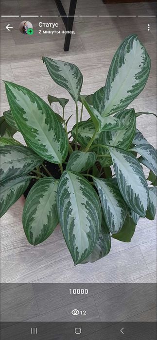 Продам цветы, цены указаны на фото