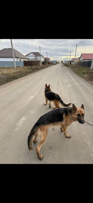 Немецкая овчарка срочно