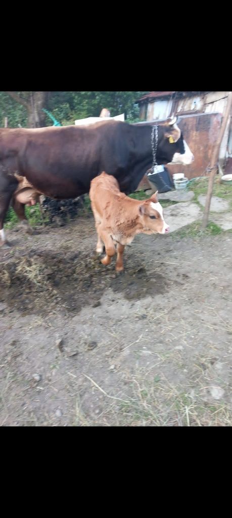 Vacă zimental de vânzare