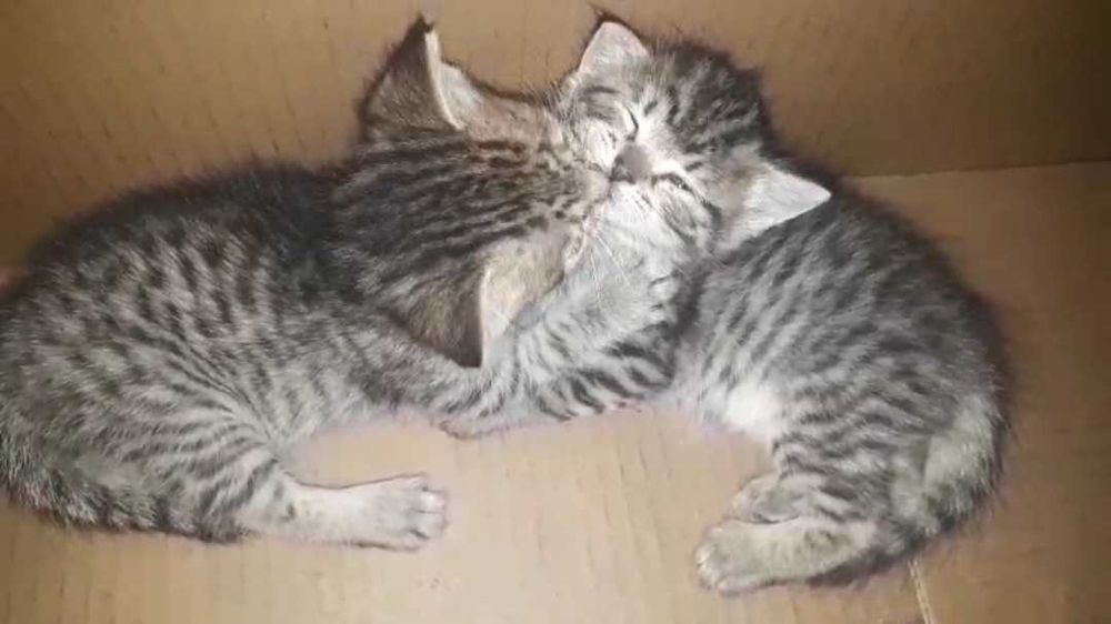 Отдам котят даром