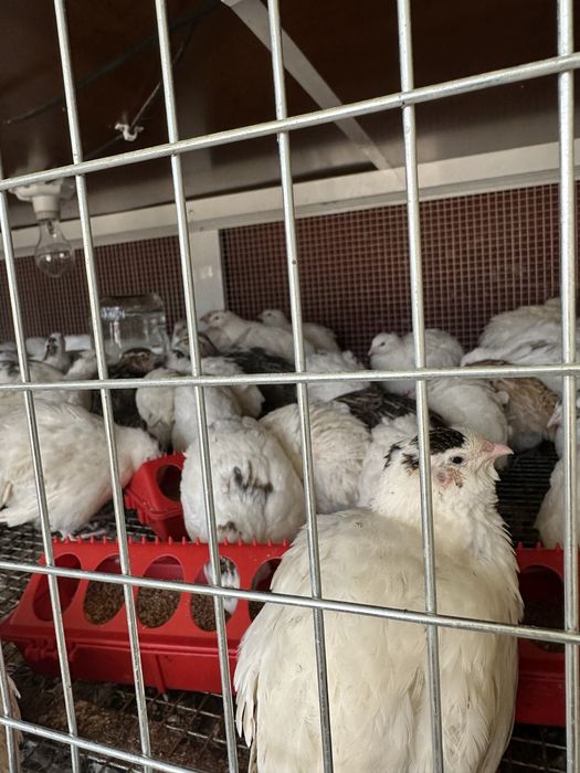 Beliy Gigant Bedanalar Sotiladi 50kunli