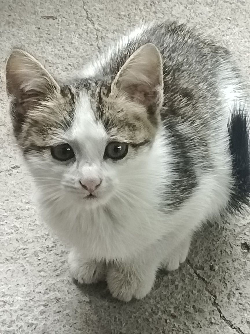 Котят отдам даром