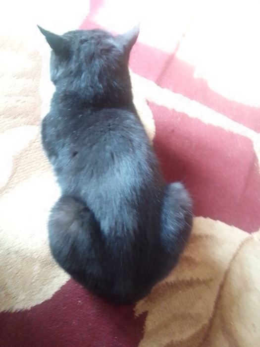 Qora mushuk sotiladi