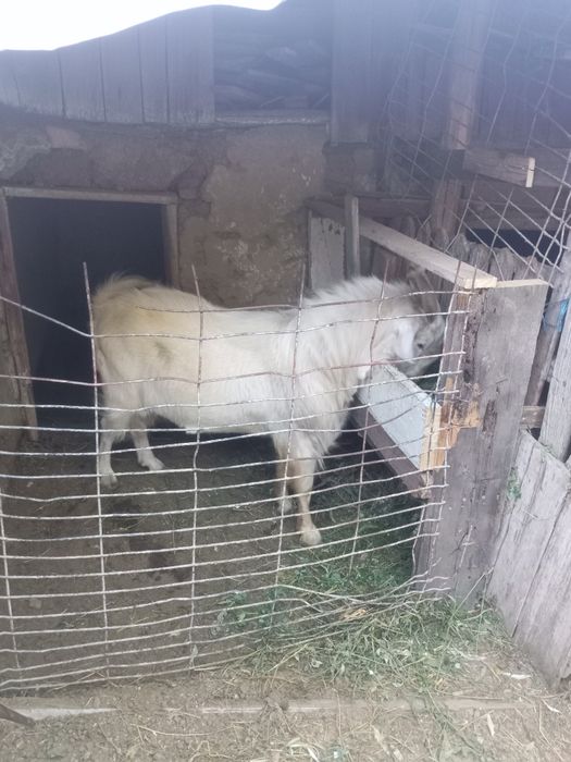 Vând țap metis boer